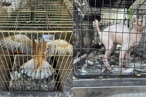 Χειροπέδες σε δύο άτομα για παράνομο εμπόριο ζώων συντροφιάς – Ήταν εγκλωβισμένα σε κλούβια