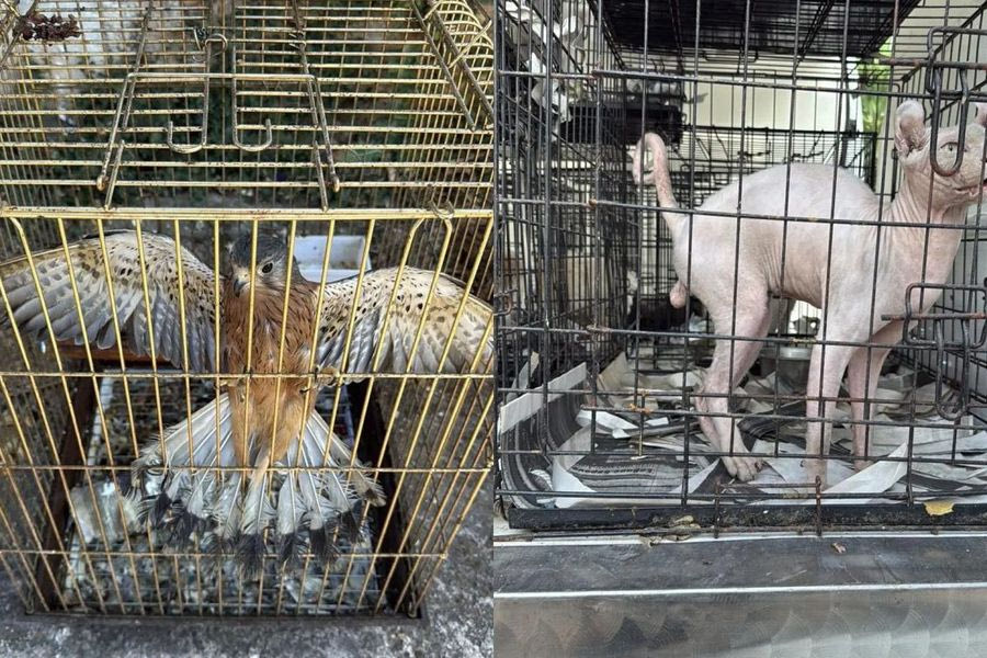 Χειροπέδες σε δύο άτομα για παράνομο εμπόριο ζώων συντροφιάς – Ήταν εγκλωβισμένα σε κλούβια