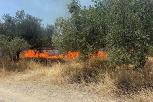 Σε ύφεση η φωτιά στον Χάρακα – Γρήγορη κατάσβεση και στις Αρχάνες