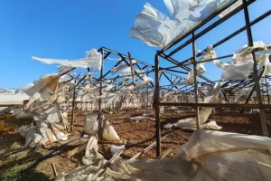 Χανιά: Οι θυελλώδεις άνεμοι “ξήλωσαν” θερμοκήπια και κατέστρεψαν καλλιέργειες