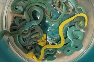 Συνελήφθη στο Μουμπάι με 47 δηλητηριώδη φίδια στις αποσκευές του