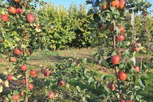 Βάζουν κάμερες  και κοιμούνται στο χωράφι για να προστατεύσουν τα φρούτα τους έλληνες αγρότες!