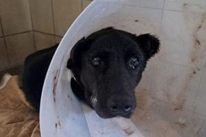 Η απάντηση του Δημοτικού Κυνοκομείου Ηρακλείου για το θάνατο της σκυλίτσας