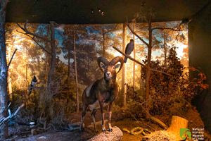 Το Μουσείο Φυσικής Ιστορίας Κρήτης άνοιξε!