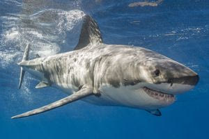 Πλάνα μέσα από το στόμα καρχαρία, αφού κατάπιε κάμερα δύτη