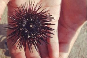 Οι πρώτες κινήσεις που πρέπει να κάνετε αν πατήσετε αχινό