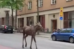 Αστυνομικοί σκότωσαν μία άλκη που περιφερόταν στο κέντρο της Στοκχόλμης