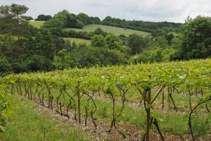 Τρεις ασθένειες απειλούν τα αμπέλια της Κρήτης – Τι πρέπει να κάνουν οι αμπελουργοί