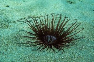 Συναγερμός σε παραλίες των Χανίων – Παιδιά μεταφέρθηκαν στο νοσοκομείο από τσίμπημα θαλάσσιας ανεμώνης