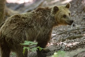 Αρκούδα στην αυλή σπιτιού στην Καστοριά – Σκαρφάλωσε σε δέντρο και δεν κατέβαινε (vid)