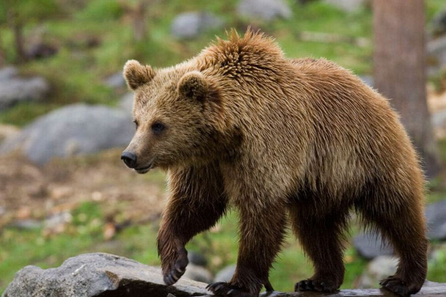 Γιατί η αρκούδα επιτέθηκε στον ορειβάτη στη Δράμα – «Ο σκύλος και το σπρέι πιπεριού την αναστάτωσαν»