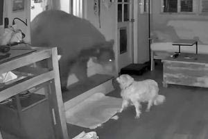 Βίντεο: Σκύλος τα βάζει με αρκούδα που εισέβαλε στο σπίτι ενώ το αφεντικό του κοιμόταν