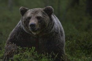 Δράμα: «Του όρμηξε η αρκούδα και εκείνος έπεσε στη χαράδρα»