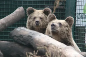 Δύο αρκούδες δραπέτευσαν από ζωολογικό κήπο στην Αγγλία, πήγαν σε παντοπωλείο και έφαγαν μέλι