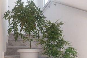Χανιά: Καλλιεργούσαν δενδρύλλια κάνναβης σε γλάστρες
