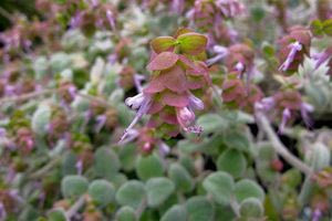 Δίκταμος ή έρωντας: Το μαγικό Κρητικό βοτάνι από τον Ιπποκράτη ως το Χάρι Πότερ!