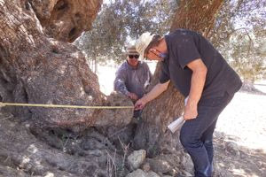 H μάχη του Κρητικού ελαιώνα: Χιλιάδες τα δέντρα και το παράδειγμα των Απεζανών