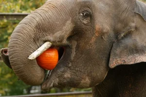 Ταϊλάνδη: Ελέφαντας «πελάτης» εισέβαλε σε μίνι μάρκετ… αναζητώντας λιχουδιές