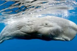 Φάλαινα-φυσητήρας κολυμπάει στις Κυκλάδες (δείτε το υπέροχο video)