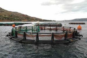 Χανιά: Έκλεψαν ψάρια από ιχθυοκλωβό του ΕΛΚΕΘΕ και κατέστρεψαν εξοπλισμό