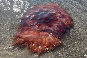Τεράστια μέδουσα ξεβράστηκε σε παραλία των ΗΠΑ