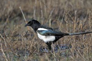 Καρακάξες: Όσα δεν γνωρίζουμε για τα πανέξυπνα πουλιά που αναγνωρίζουν τον εαυτό τους στον καθρέφτη