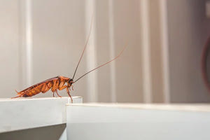 Αντ. Παπαδάκης στην «Π»: Ποιοί παράγοντες φέρνουν τις κατσαρίδες