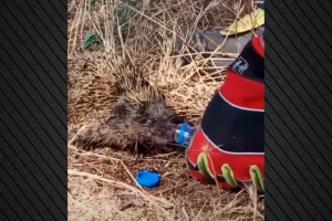 Η συγκινητική στιγμή που πυροσβέστης στο Κιλκίς δίνει νερό σε σκαντζόχοιρο μετά από πυρκαγιά