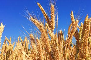 Κινέζοι κατηγορούνται ότι επιχείρησαν να φέρουν στις ΗΠΑ επικίνδυνο μύκητα