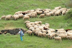 Λάρισα: Νοσεί από αιμορραγικό πυρετό η πρώτη γιατρός που εξέτασε τον κτηνοτρόφο – Πώς μεταδίδεται