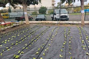 Λαχανόκηποι στα νηπιαγωγεία και τα δημοτικά από το ερχόμενο σχολικό έτος