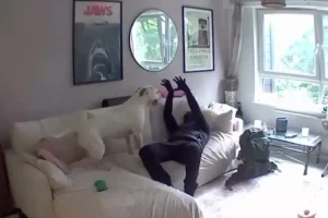 Ο χειρότερος σκύλος «φύλακας»: Διαρρήκτης έπαιζε με ένα λαμπραντόρ την ώρα που λήστευε σπίτι – Δείτε βίντεο