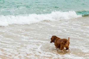 Σκύλος: Τι επιτρέπεται και τι απαγορεύεται στη θάλασσα και την παραλία