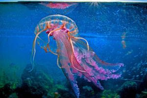 Σε έξαρση οι μωβ μέδουσες στις ελληνικές θάλασσες – Οι περιοχές που έχουν σοβαρό πρόβλημα