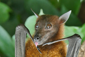 Κίνα: Ερευνητές ανακάλυψαν νέους ιούς σε νυχτερίδες που συνδέονται με θανατηφόρα στελέχη