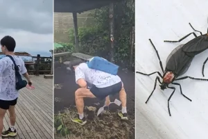 Η Σεούλ κατακλύζεται από «ερωτoέντομα» – Δίλημμα για την αντιμετώπισή τους