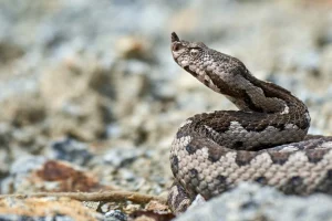 Εύβοια: Στην εντατική 40χρονος που τον δάγκωσε οχιά