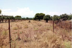 Γ. Κεφαλογιάννης: Τέλος στις παρατάσεις για τον καθαρισμό οικοπέδων – Συστηματικοί έλεγχοι από 16 Ιουνίου