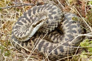 Λαμία: Στη ΜΕΘ 16χρονος από δάγκωμα οχιάς στο δάχτυλο