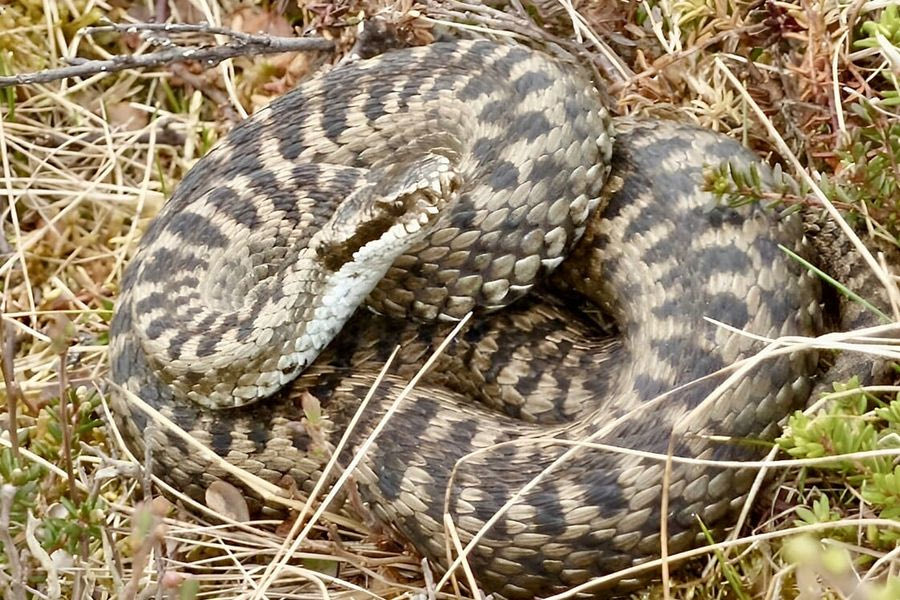Λαμία: Στη ΜΕΘ 16χρονος από δάγκωμα οχιάς στο δάχτυλο