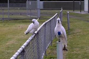 Σίδνεϊ: Πολυμήχανοι παπαγάλοι έμαθαν να πίνουν νερό από δημόσιες βρύσες