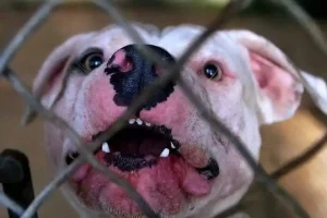 Πιτ μπουλ δάγκωσε στην κοιλιά 3χρονο: Συνελήφθη ο ιδιοκτήτης του