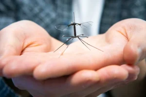 Κίνα: Κατασκευάζει κατασκοπευτικό drone σε μέγεθος κουνουπιού