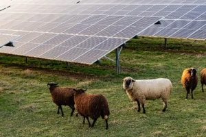 Πρόβατα ανάμεσα σε φωτοβολταϊκά: Γιατί το νέο πείραμα ξάφνιασε θετικά τους επιστήμονες