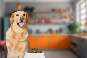 Πώς να κρατήσετε τις μύγες μακριά από το φαγητό του σκύλου σας