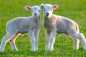 Όταν η Δικαιοσύνη περί άλλων… βελάζει