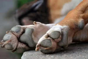 Επικήρυξε άγνωστο που δηλητηριάζει αδέσποτα στην Καστοριά η Φιλοζωική Ομοσπονδία Ελλάδος