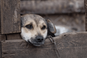 Καταγγελία για την κακοποίηση ζώων: Το εμπόδιο που συναντούν οι πολίτες για την υπεράσπισή τους