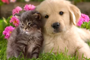 Ευρωπαϊκό Κοινοβούλιο: Υιοθέτησε κανόνες για την καλύτερη διαβίωση σκυλιών και γατιών