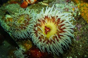 Τι είναι η θαλάσσια ανεμώνη και τι να κάνετε αν σας τσιμπήσει